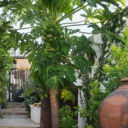 Altanure Almatere - Food Forest Boutique Stay Tavira Buitenkant foto